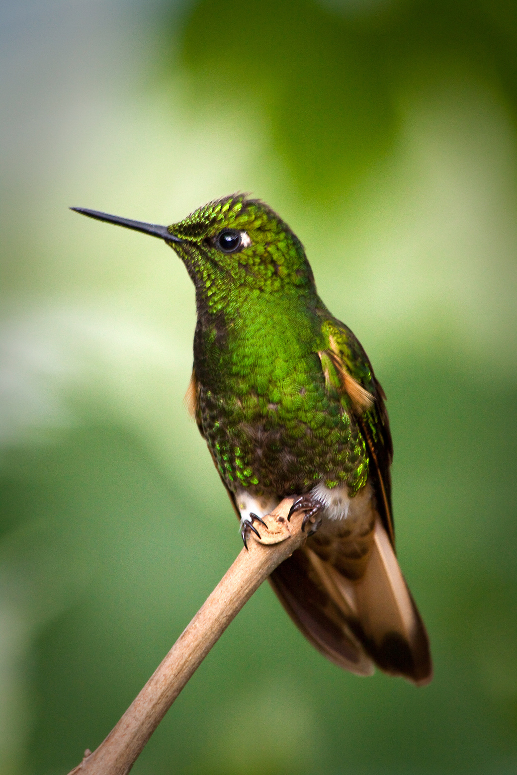 Hummingbird portrait in amazon rainforest, Yasuni National Park, Ecuador